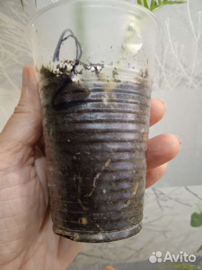 Филодендрон Тортум