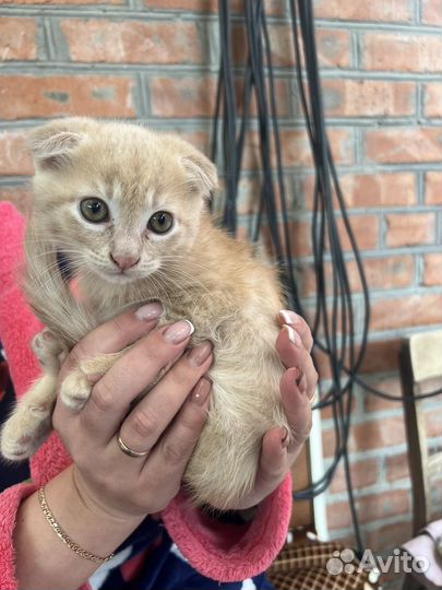 Вислоухие котята в добрые руки