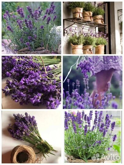 Лаванда узколистная