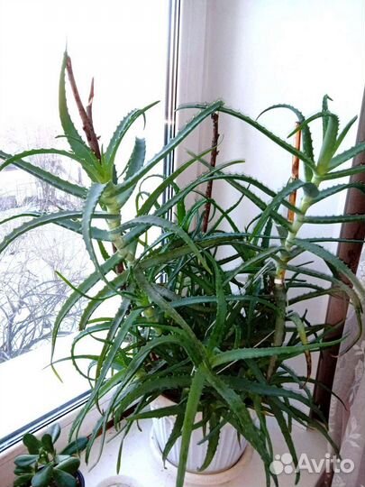 Алоэ лечебный