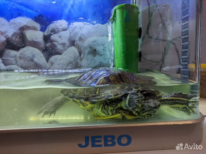 Красноухая черепаха с террариумом