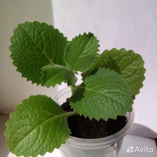 Комнатная мята в горшочке