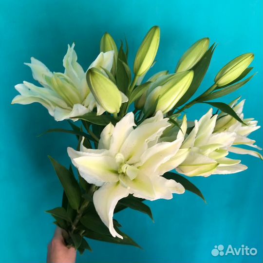 Цветы лилии