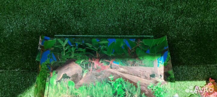 Аквариум для красноухой черепахи