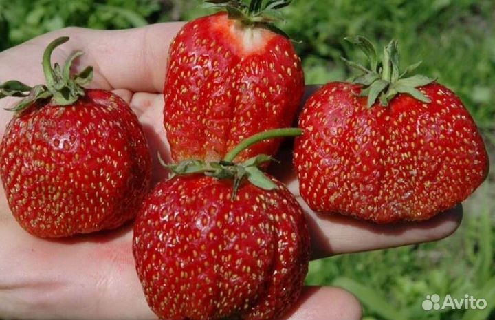 Рассада клубники гигант Джорнея