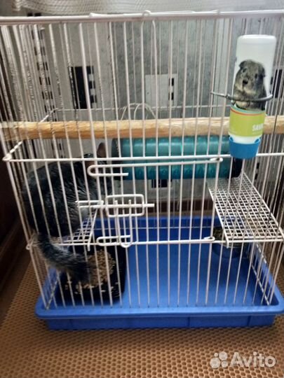 Резерв до 7.10 Отдам Шиншиллу