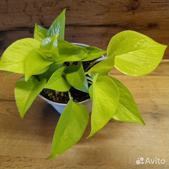 Сциндапсус неон