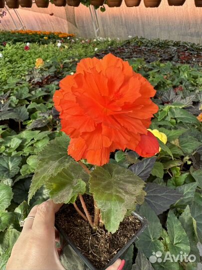 Бегония ампельная