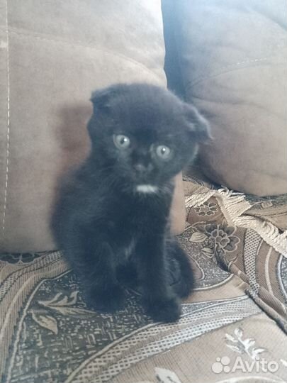 Вислоухие котята