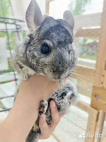 Шиншила с клеткой