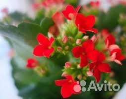 Каланхоэ цветущий