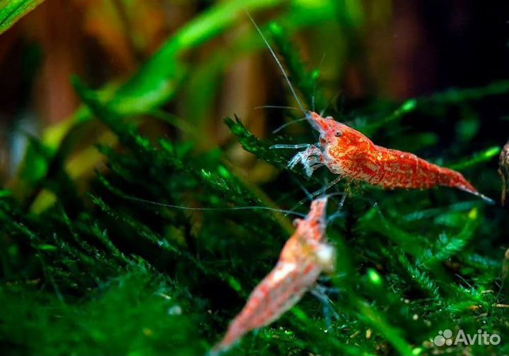 Анцитрус вуалевый