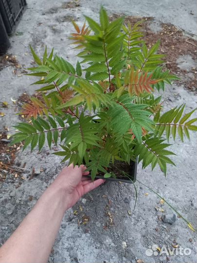 Лаванда, Рябинник Сэм, Кизильник блестящий