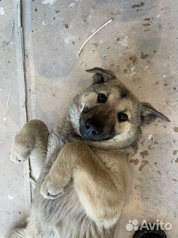 Девочка в добрые руки