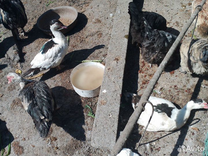 Куры,индоутки