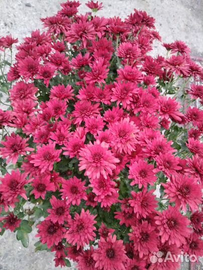 Хризантема мультифлора сортовая