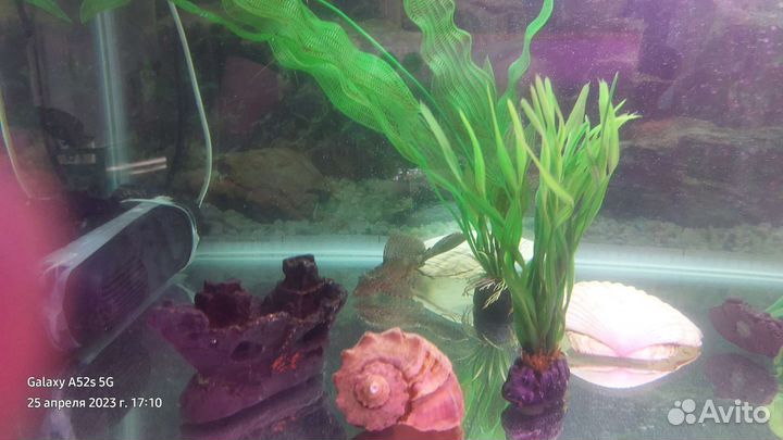 Аквариумистика