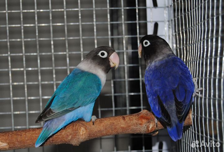 Неразлучники Фишера и Масковые фиолетовые и чёрные