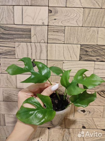 Монстера минима