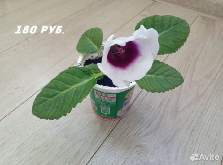 Глоксиния Тидеи