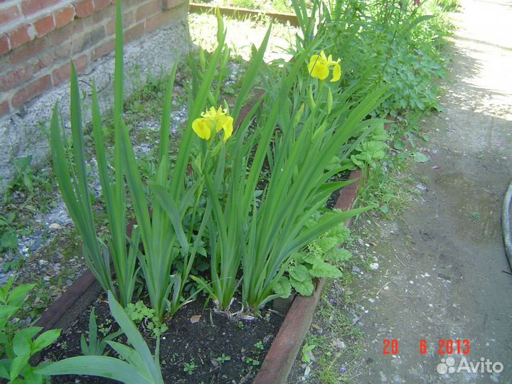 Ирис болотный