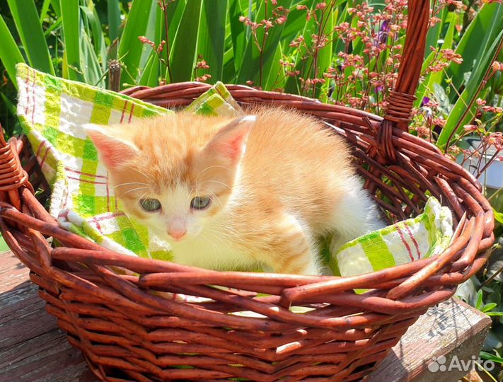 Котёнок бесплатно