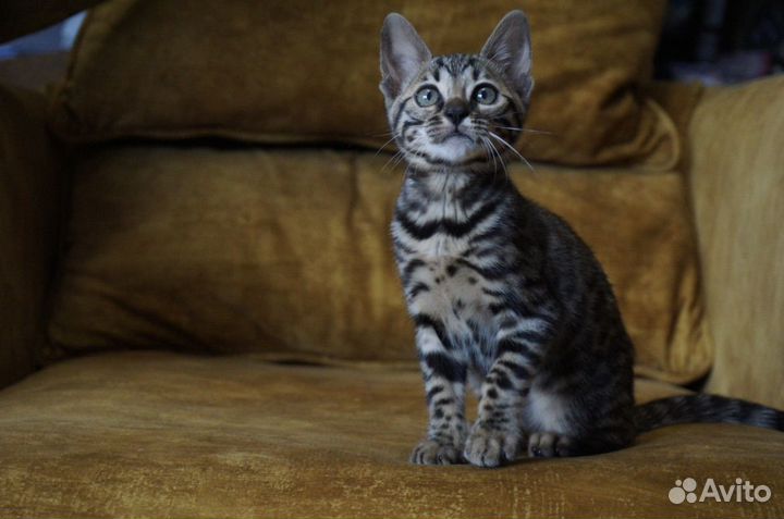 Бенгальская девочка