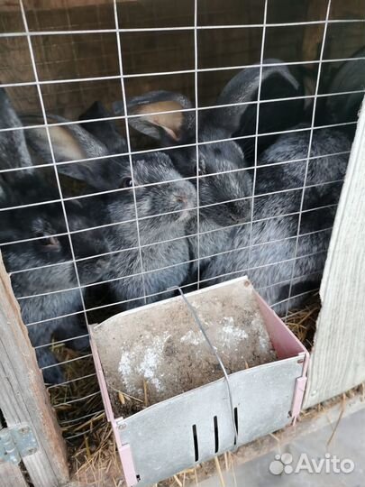 Кролики породы Полтавское серебро