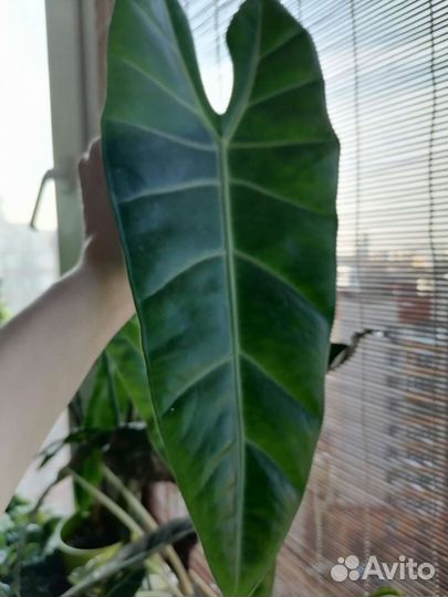 Алоказия Лонгилоба (клубень)