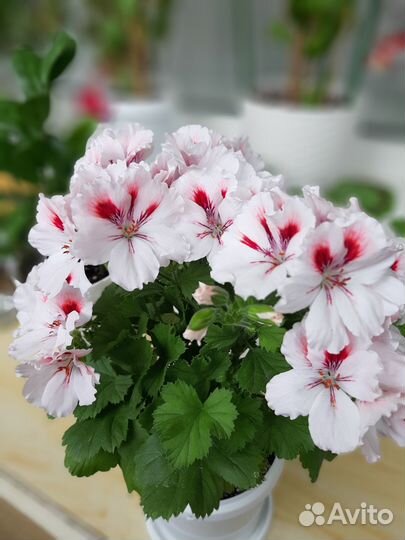 Пеларгония, герань