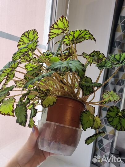 Бегония тигровая