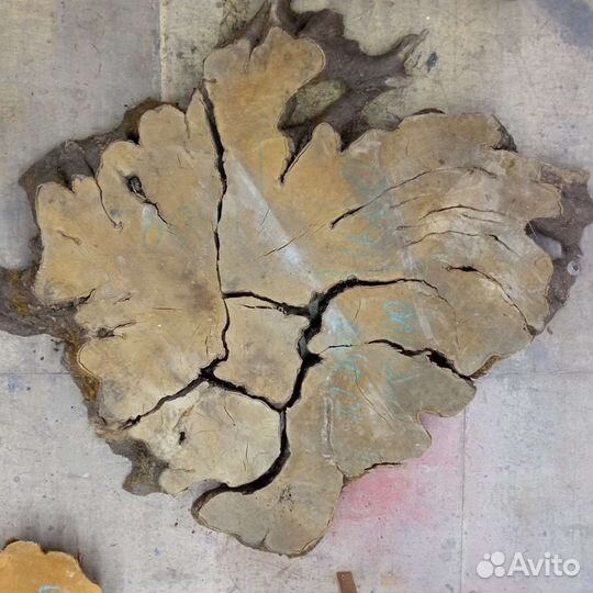 Спил дерева