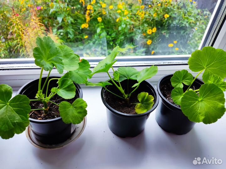 Пеларгония герань