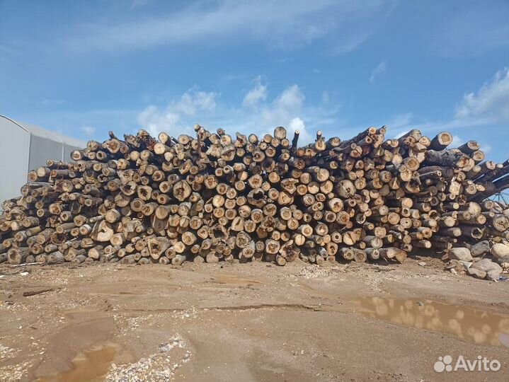 Лес кругляк осина