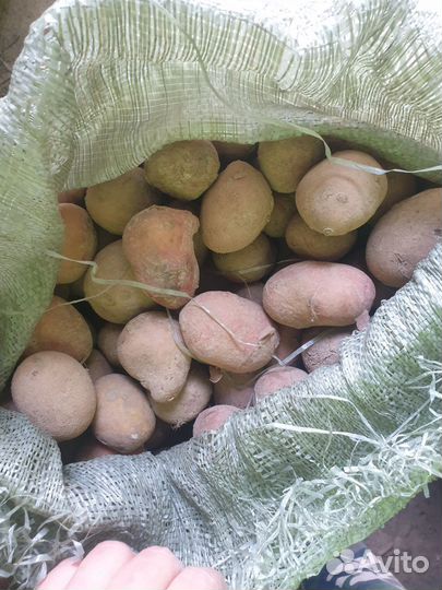 Картофель