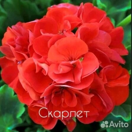 Скарлет