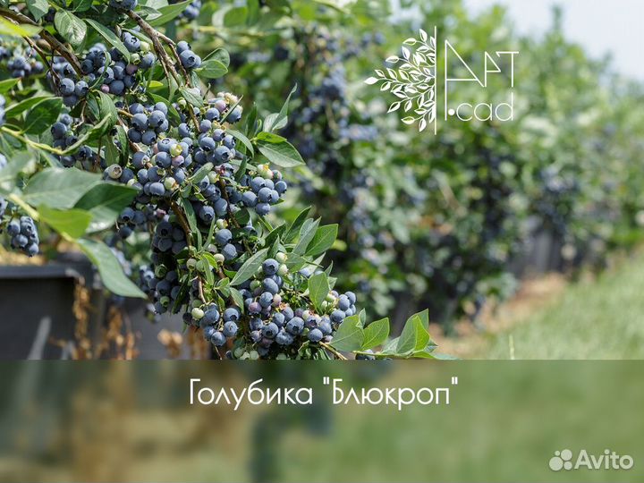 Саженцы голубики 5 летки