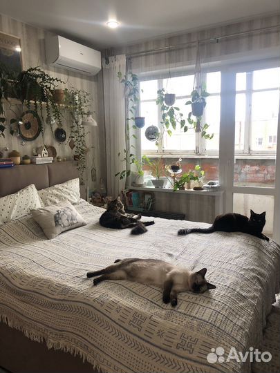 Домашняя гостиница для котов и грызунов