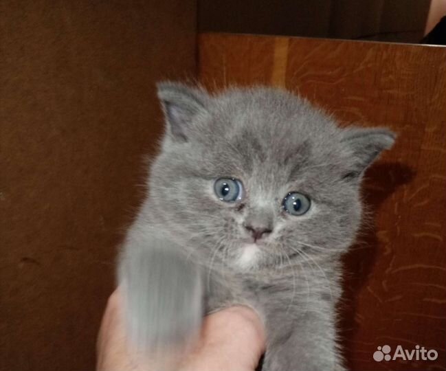 Британские котята
