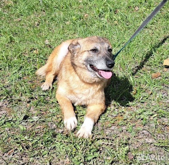 Собака в добрые руки