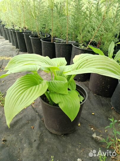 Декоративные растения