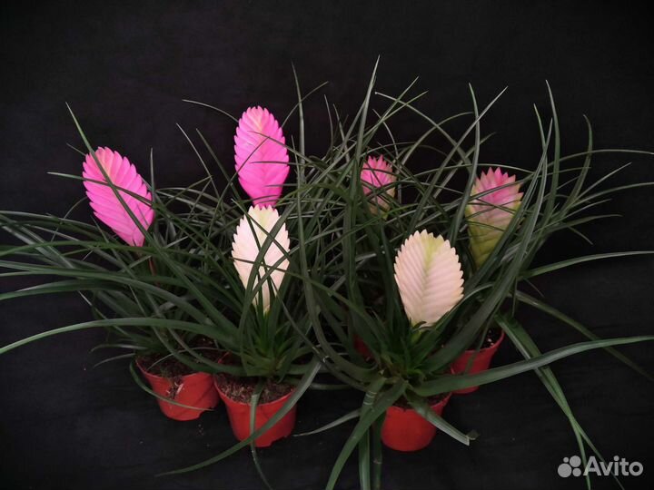 Тилландсия в ассортименте