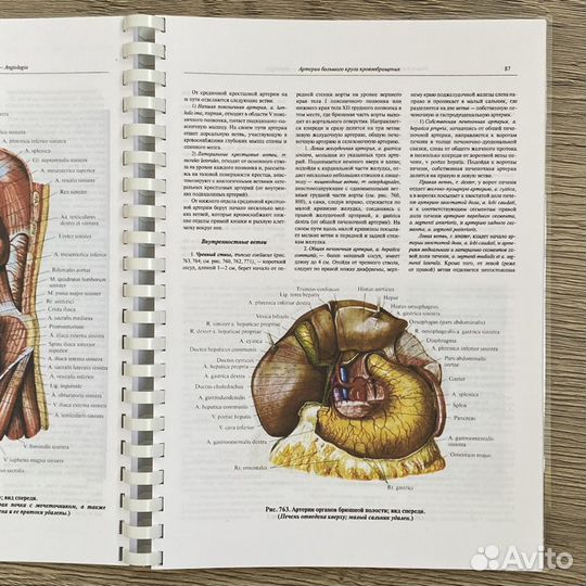 Атлас анатомии человека синельников