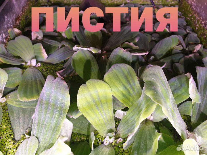 Пистия, гуппи, катушки, мелании