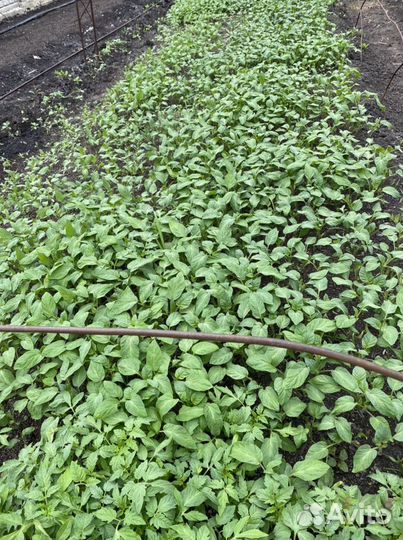 Рассада томатов,огурцов,перца,баклажан, базилика