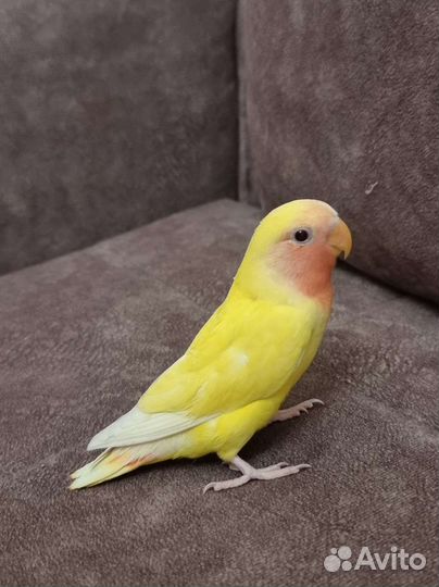 Неразлучник ручной