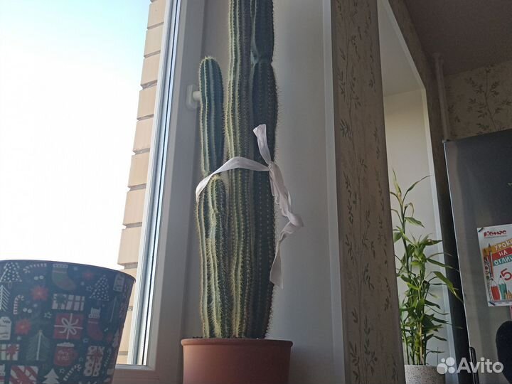 Кактус Микс 85 см