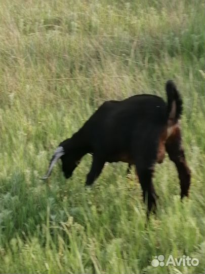 Нубийский козел