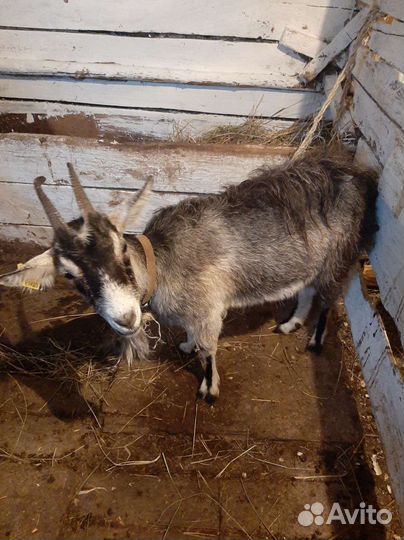Коза дойная
