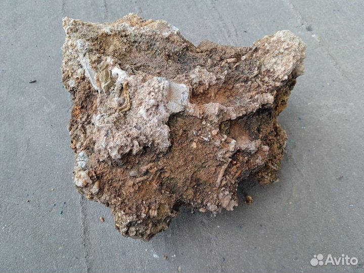 Известняк с включениями